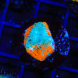 TSA Neon Lights Chalice Coral