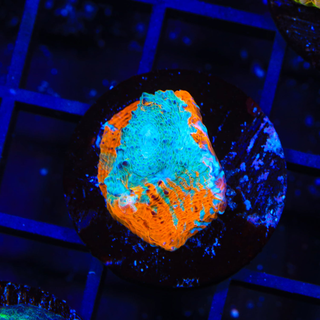 TSA Neon Lights Chalice Coral