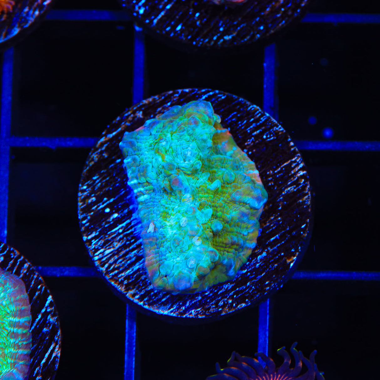 TSA Rainbow Rim Chalice Coral