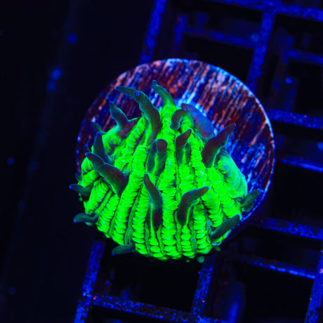 TSA Funky Fungia Plate Coral