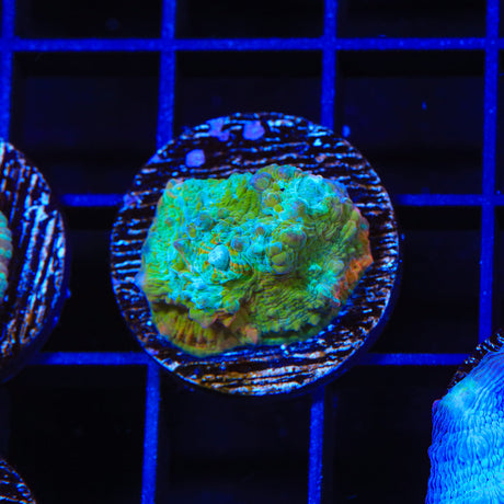 TSA Rainbow Rim Chalice Coral