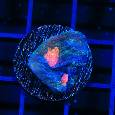 Starry Sky Chalice Coral