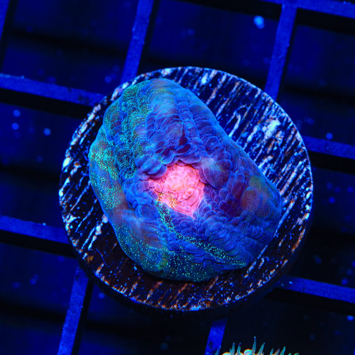 Starry Sky Chalice Coral