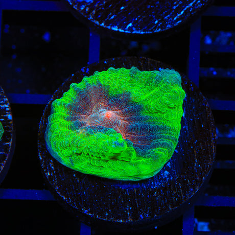TSA Gumball Chalice Coral