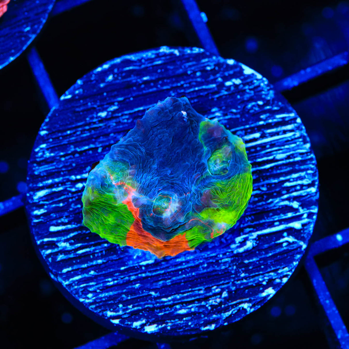 TSA Rainbow Chalice Coral - Top Shelf Aquatics