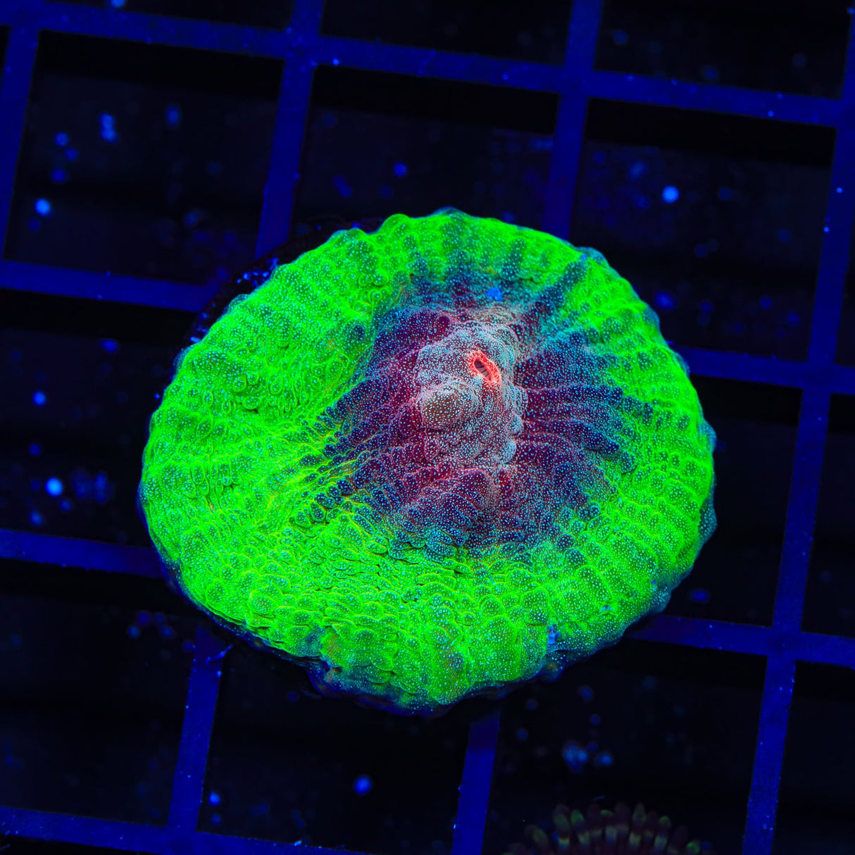 TSA Red Eye Chalice Coral