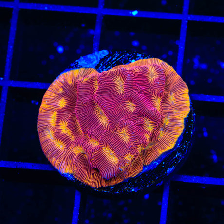 TSA Blood Simple Leptoseris Coral - (Almost WYSIWYG) - Top Shelf Aquatics 