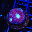 Purple Smasher Chalice Coral