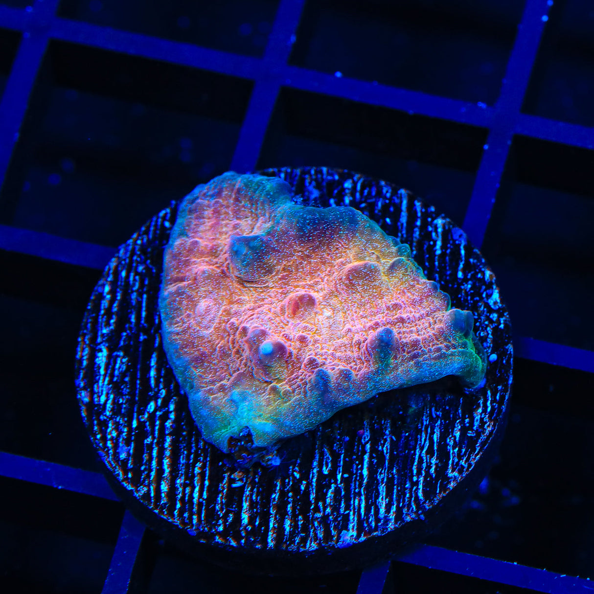 TSA Goldberg Chalice Coral