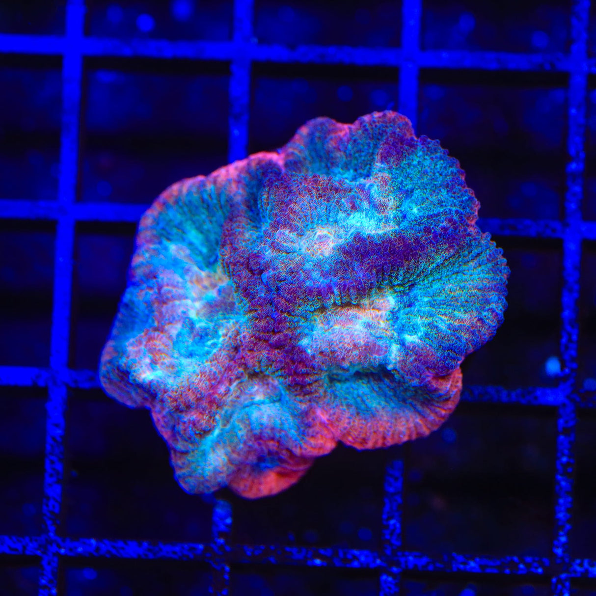 TSA Bozo Favia Coral