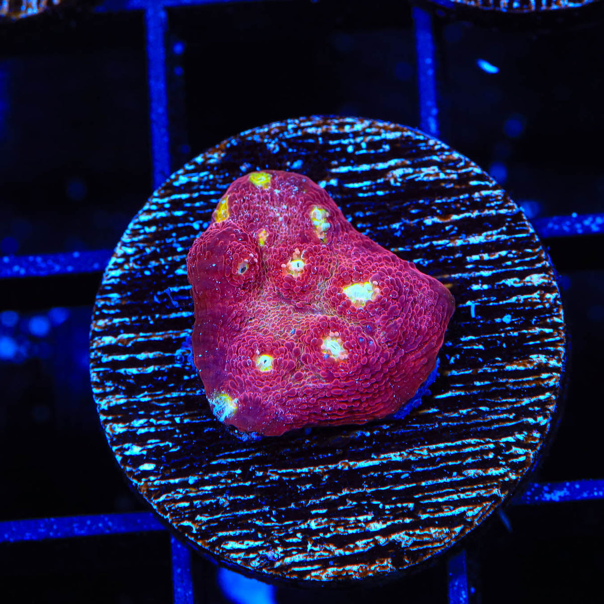 TSA Martian Man Chalice Coral - Top Shelf Aquatics