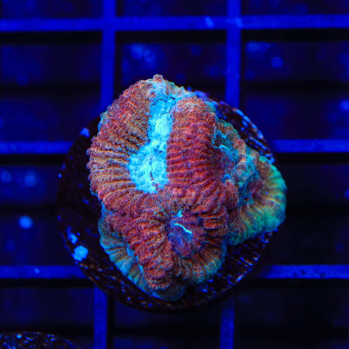 Rainbow Favia Coral