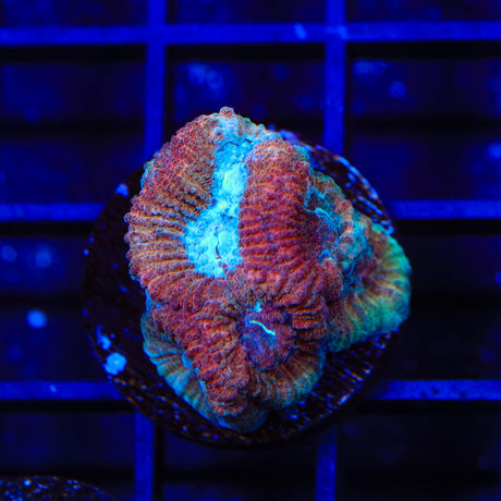 Rainbow Favia Coral