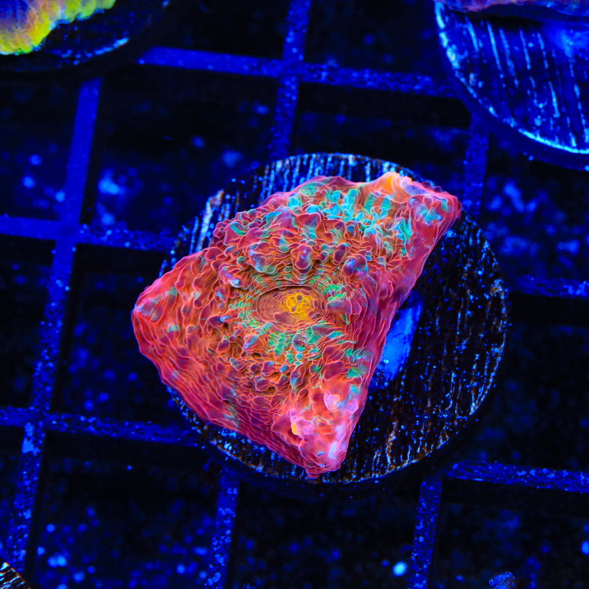 TSA Gumball Chalice Coral - Top Shelf Aquatics