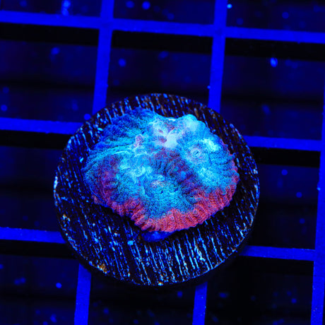 TSA Bloodwave Favia Coral