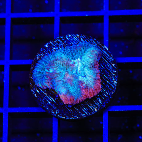 TSA Bloodwave Favia Coral