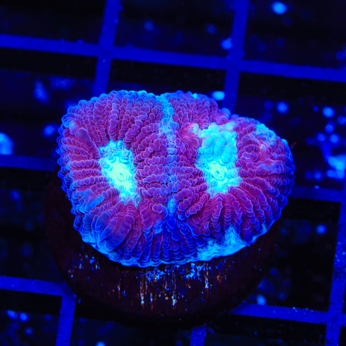 TSA Deep Soul Favia Coral