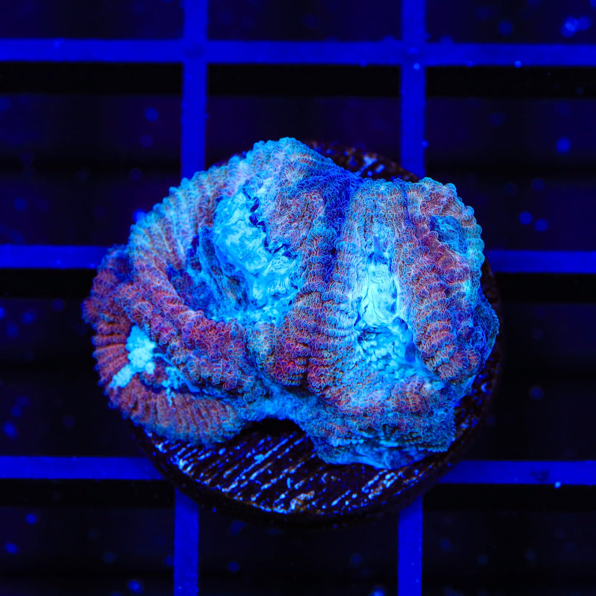 TSA Icy Favia Coral