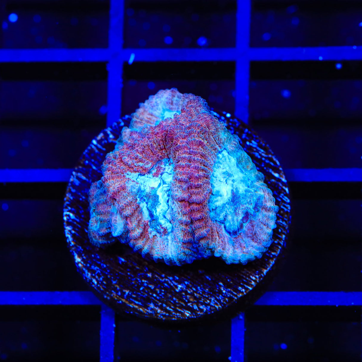 TSA Icy Favia Coral