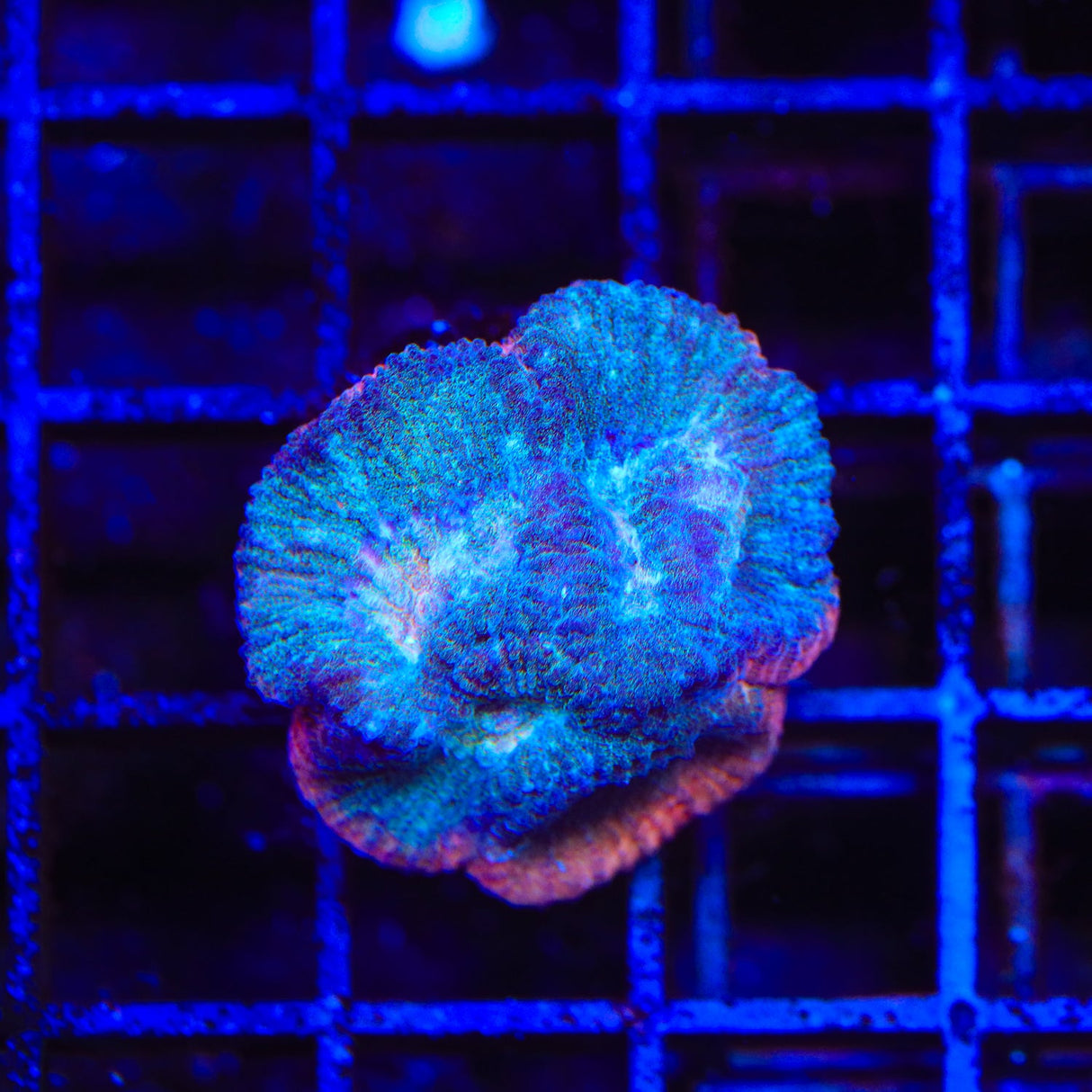 TSA Bozo Favia Coral