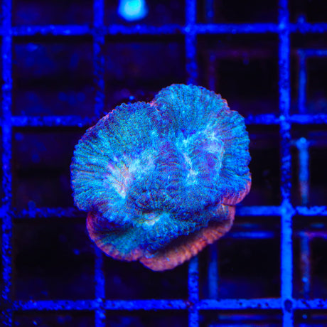 TSA Bozo Favia Coral