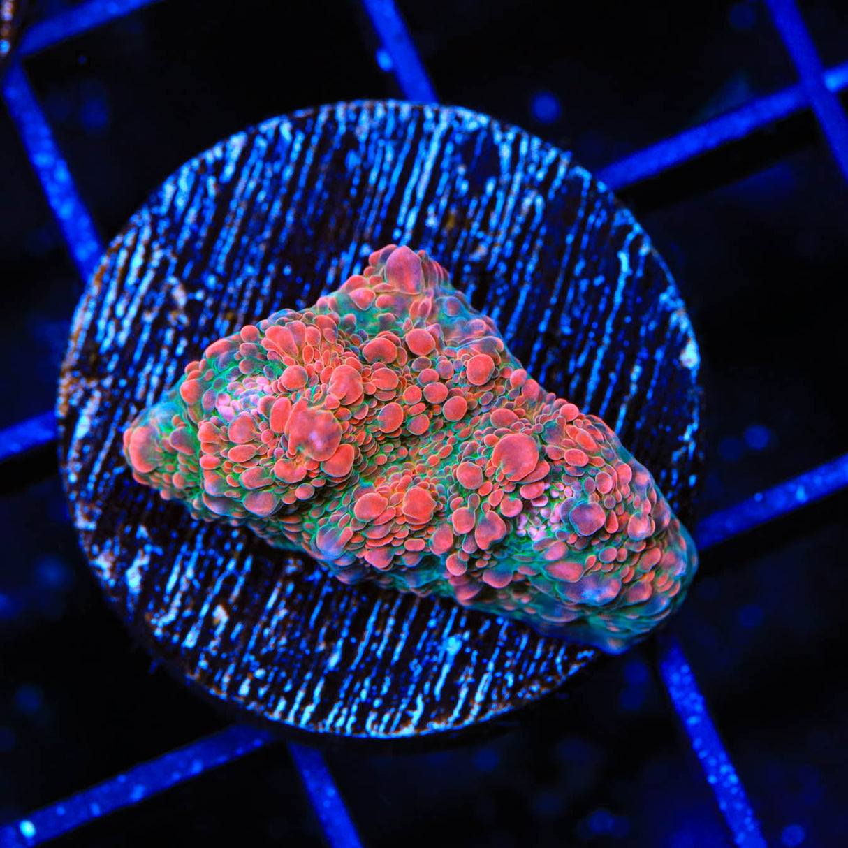 WWC Pink Boobies Chalice Coral - Top Shelf Aquatics