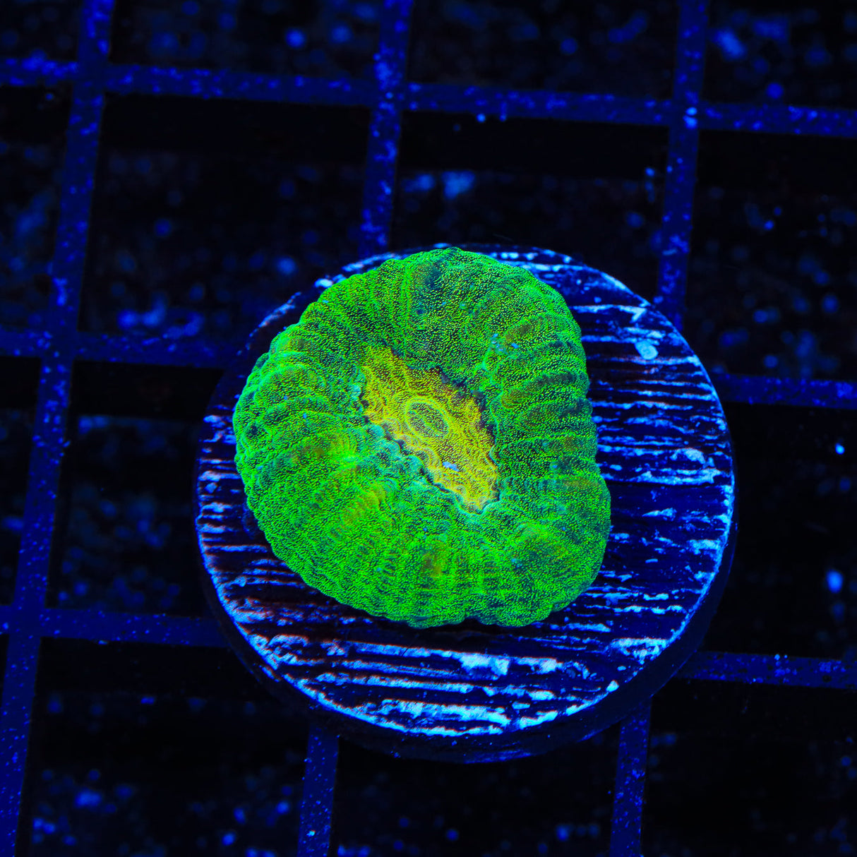 TSA Key Lime Pie Favia Coral - Top Shelf Aquatics