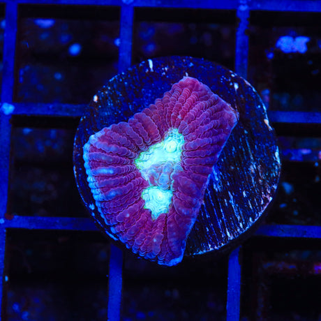 TSA Purple Ice Favia Coral