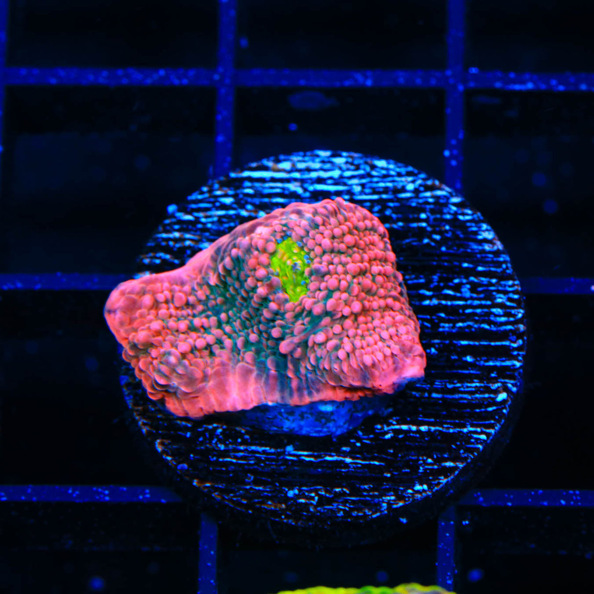 WWC Pink Boobies Chalice Coral