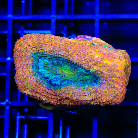 Rainbow Bowerbankii Coral