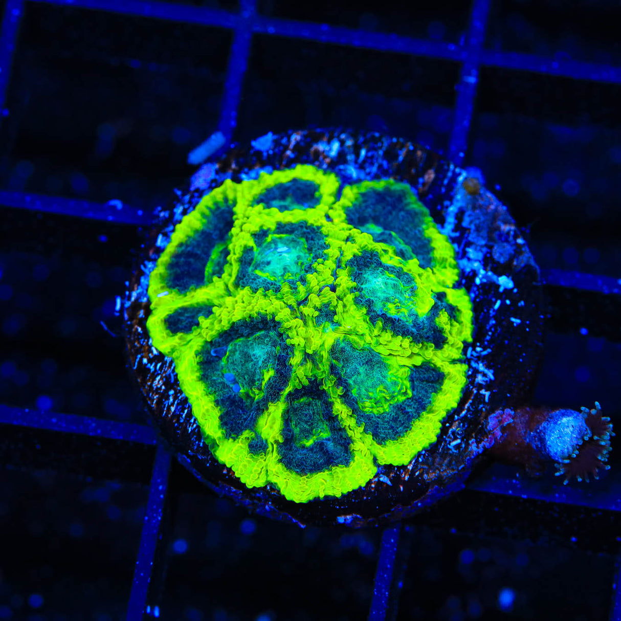 TSA Antivenom Favia Coral