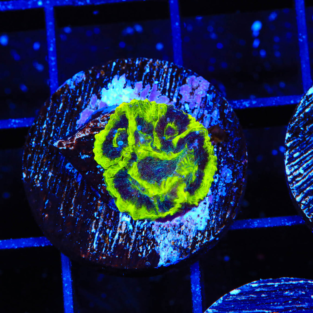 TSA Lunar Favia Coral - Top Shelf Aquatics