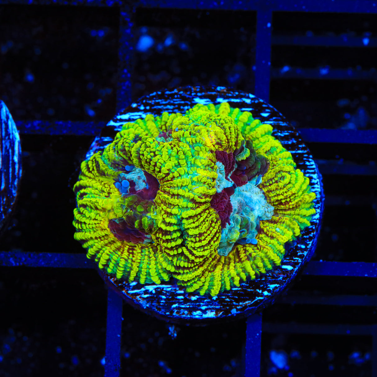TSA Pikachu Favia Coral - Top Shelf Aquatics