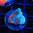 TSA Hawaiian Punch Favia Coral - Top Shelf Aquatics