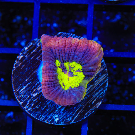 Dragon Soul Favia Coral