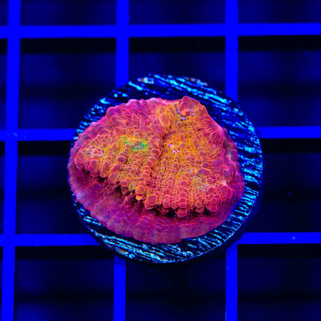 TSA Sunburst Chalice Coral