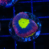 Dragon Soul Favia Coral