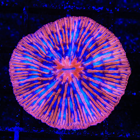 Rainbow Plate Coral