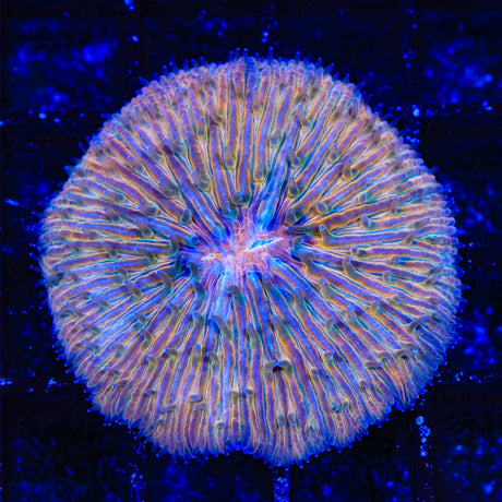 Rainbow Plate Coral