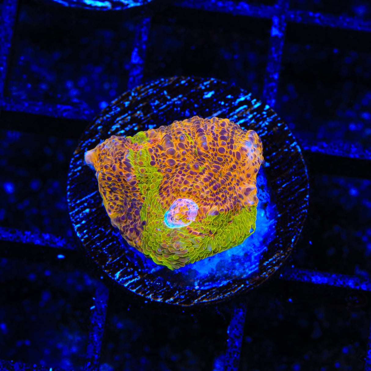 TSA Neon Lights Chalice Coral - Top Shelf Aquatics