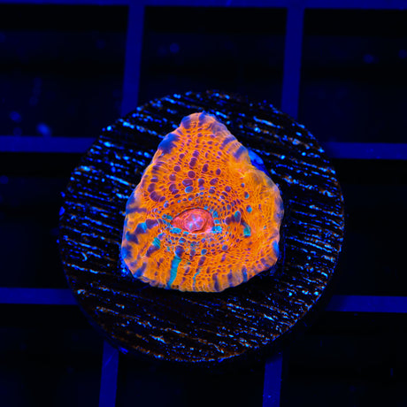 TSA Neon Lights Chalice Coral