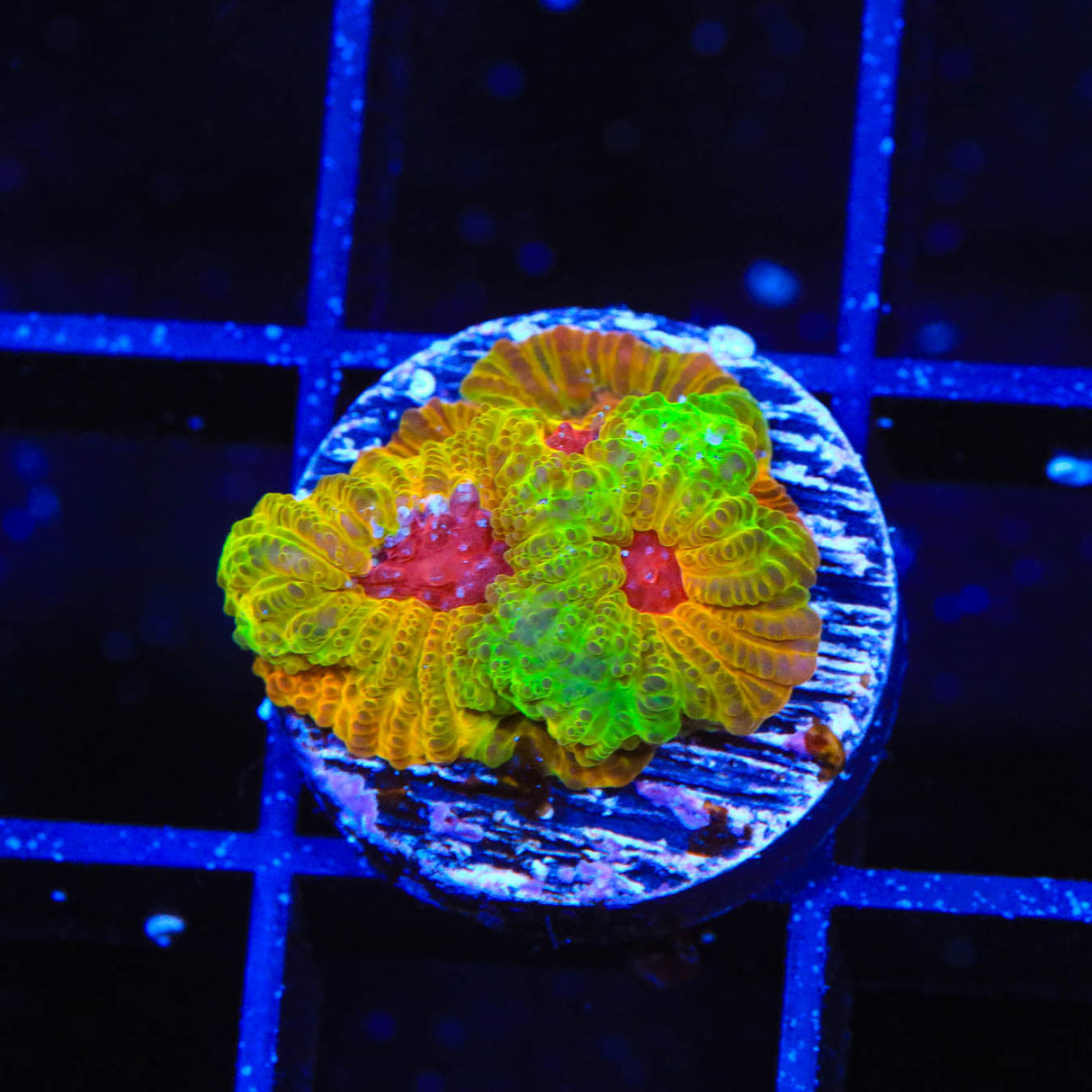 UC Fascination Favia Coral