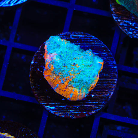 TSA Neon Lights Chalice Coral