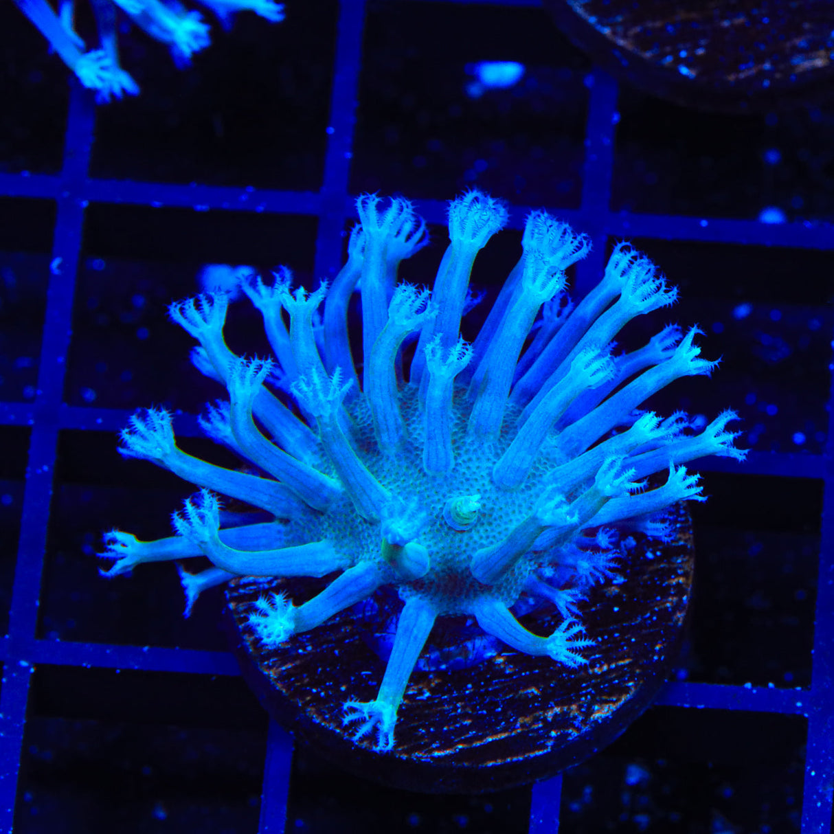 Long Polyp Toadstool Coral