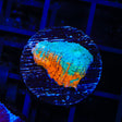 TSA Neon Lights Chalice Coral