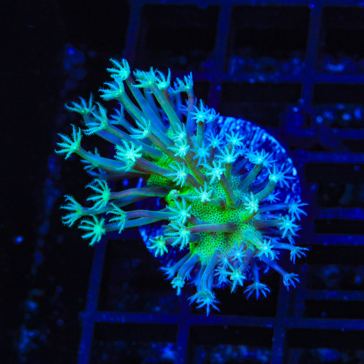 Green Long Polyp Toadstool Coral - Top Shelf Aquatics