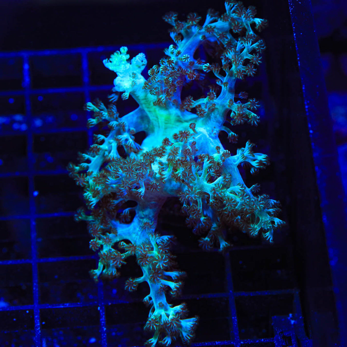 Ultra Kenya Tree Coral - Top Shelf Aquatics
