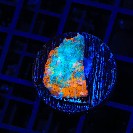 TSA Neon Lights Chalice Coral