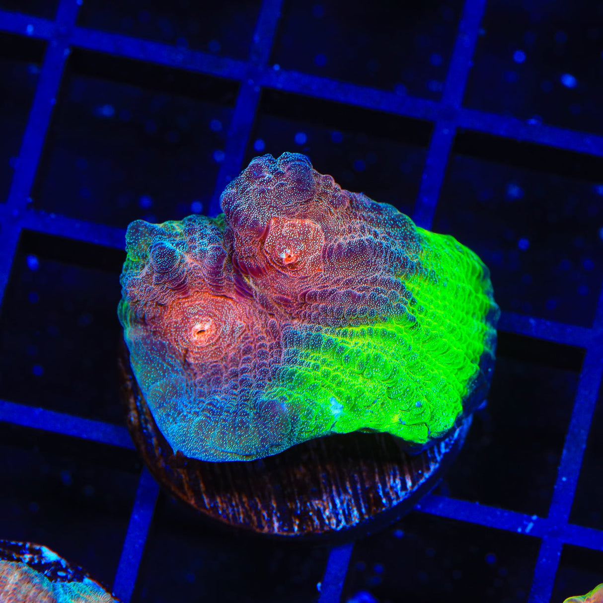 Death Stare Chalice Coral