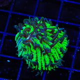 TSA Funky Fungia Plate Coral